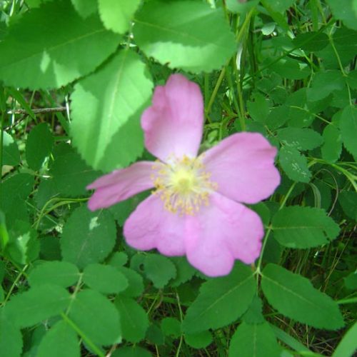 Wild Roses